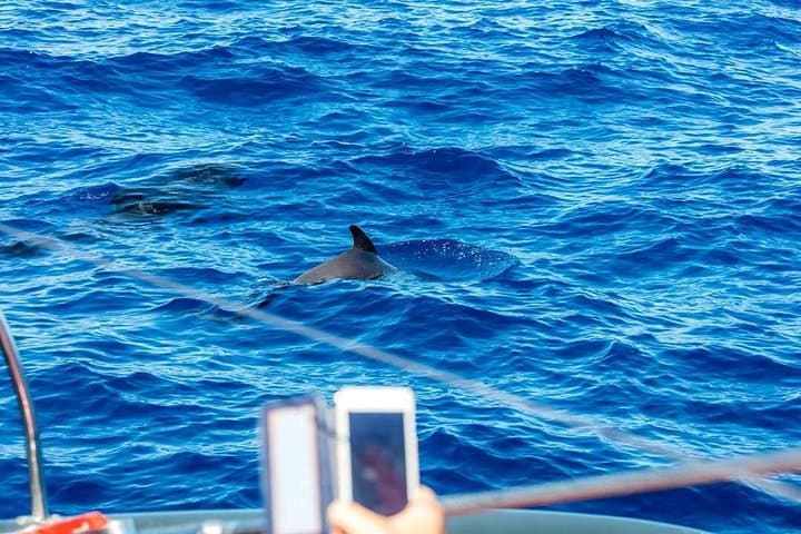 Exclusivo Freebird Catamaran Whale & Dolphin a Masca desde el norte - 3