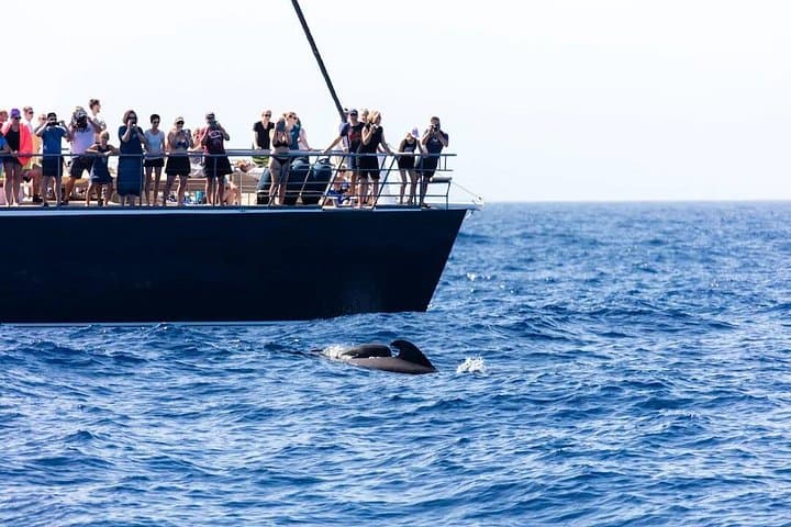 Exclusivo Freebird Catamaran Whale & Dolphin a Masca desde el norte - 5