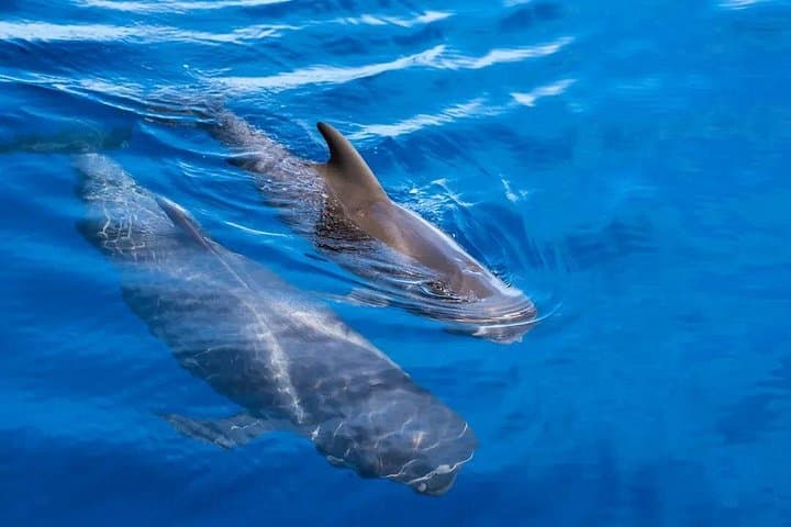 Exclusivo Freebird Catamaran Whale & Dolphin a Masca desde el norte - 8