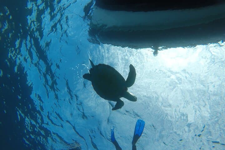 Excursión de Snorkel en la Zona de las Rayas y de las Tortugas - 7