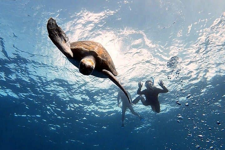 Excursión de Snorkel en la Zona de las Rayas y de las Tortugas - 1