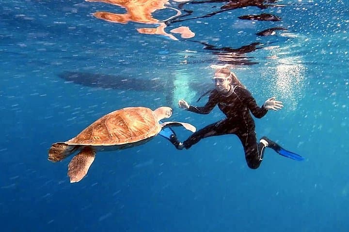 Excursión de Snorkel en la Zona de las Rayas y de las Tortugas - 2