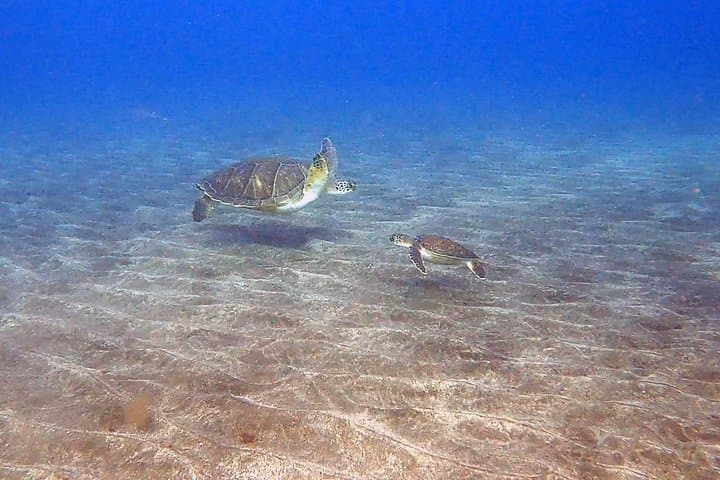 Excursión de Snorkel en la Zona de las Rayas y de las Tortugas - 3
