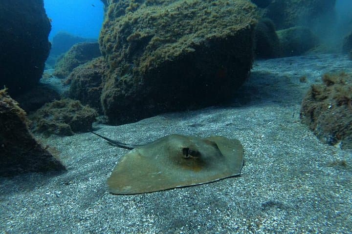 Excursión de Snorkel en la Zona de las Rayas y de las Tortugas - 5