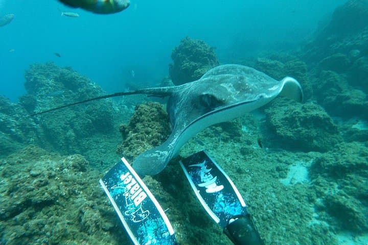 Excursión de Snorkel en la Zona de las Rayas y de las Tortugas - 6