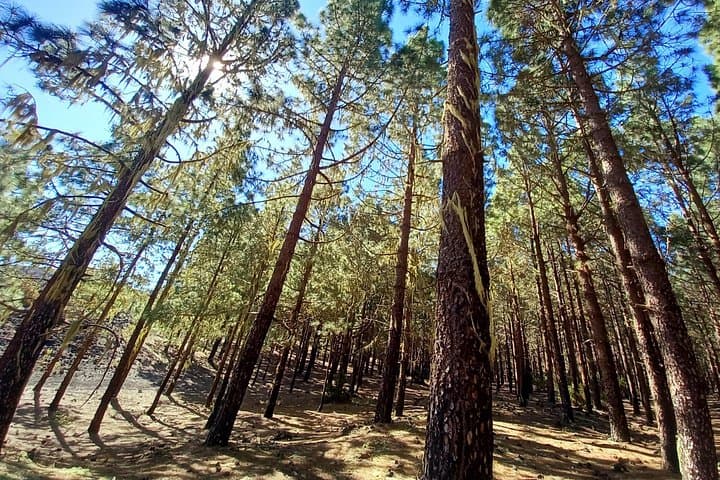 Una vista clásica del volcán y el bosque. - 3