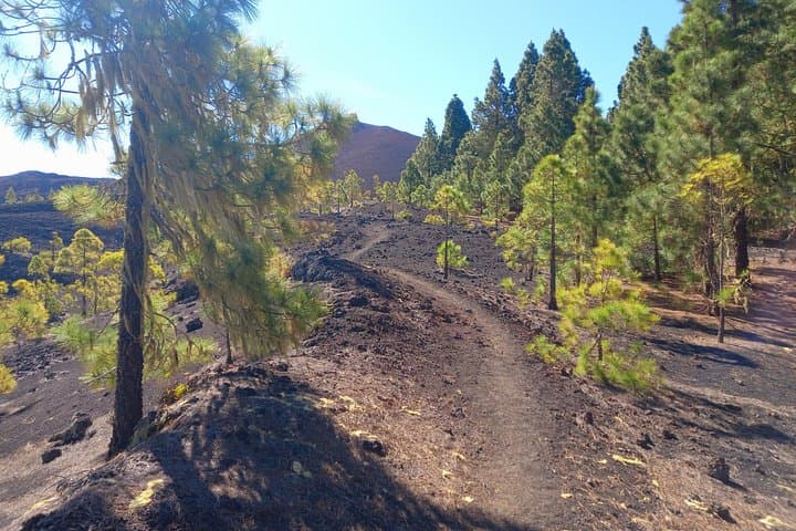Una vista clásica del volcán y el bosque. - 4