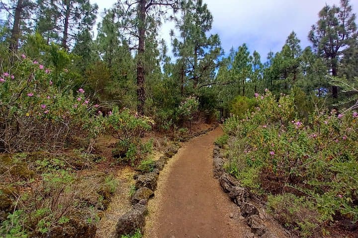 Una vista clásica del volcán y el bosque. - 7