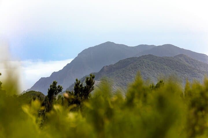Visita Guiada VIP a La Gomera con Parque de Garajonay y Almuerzo - 7