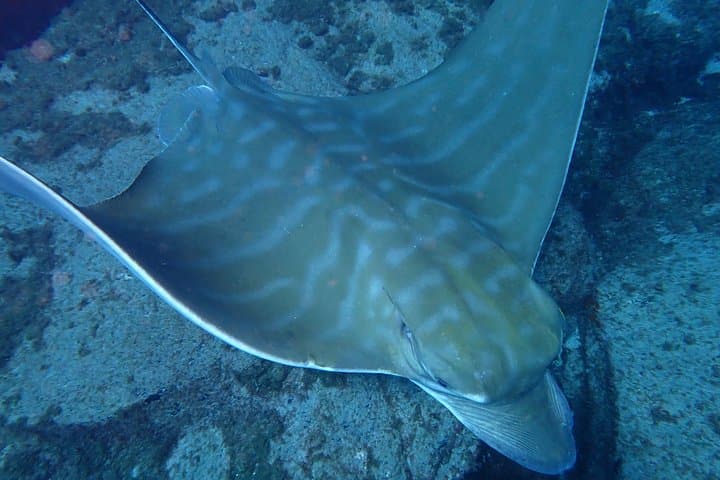 Buceo en Tenerife. Buceadores felices bajo el agua - 5