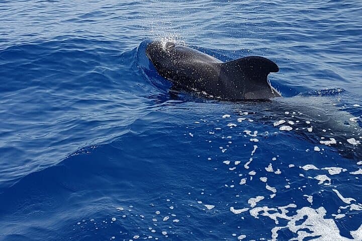 Excursión de 3 horas a Puerto Colón Adeje para ver ballenas - 4