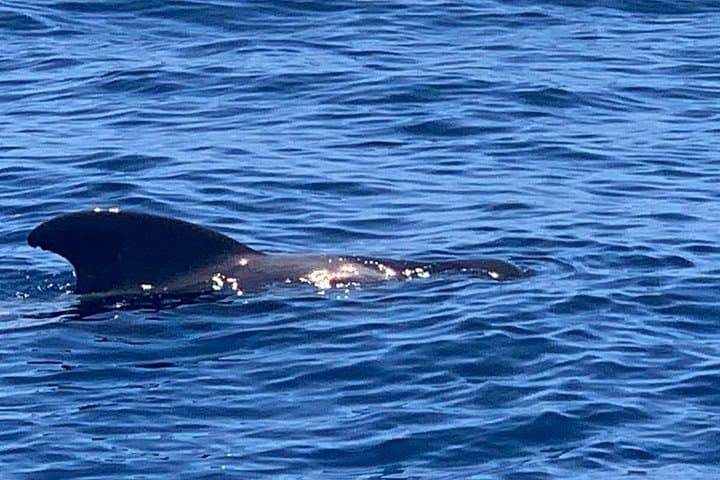 Viaje de 2 horas para ver ballenas delfines puerto colon adeje - 8