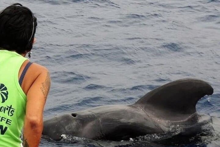 Delfines mulares comportándose del modo habitual - 5