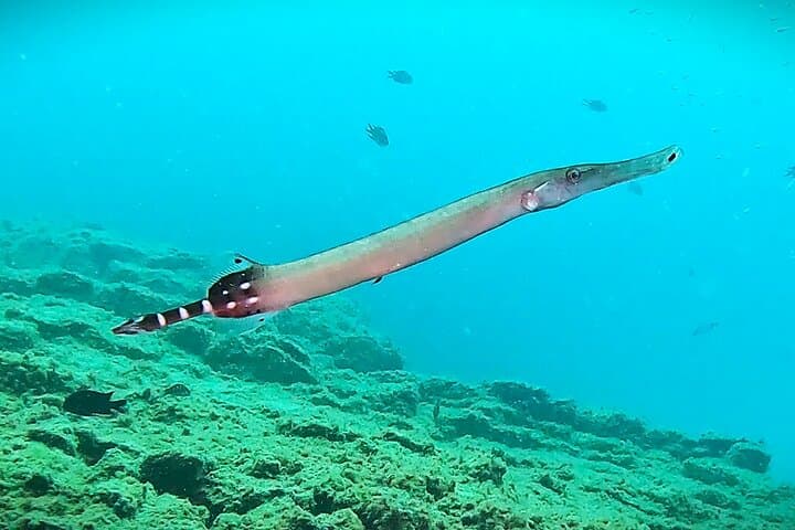 Snorkel con un instructor profesional en Tenerife - 6