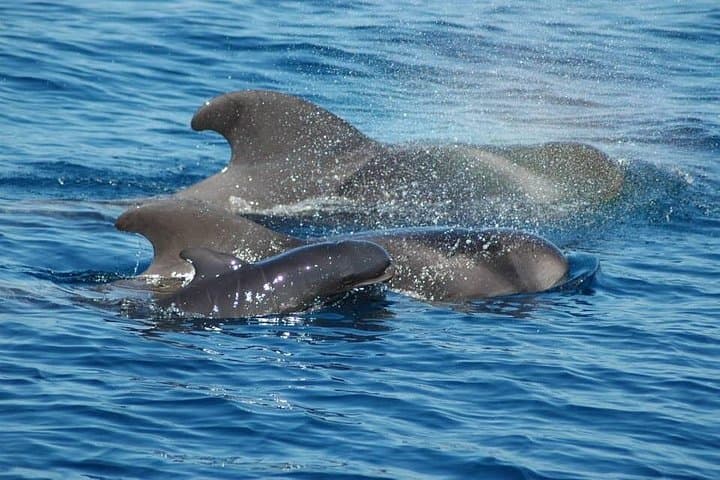 Viaje de 2 horas para ver ballenas delfines puerto colon adeje - 1