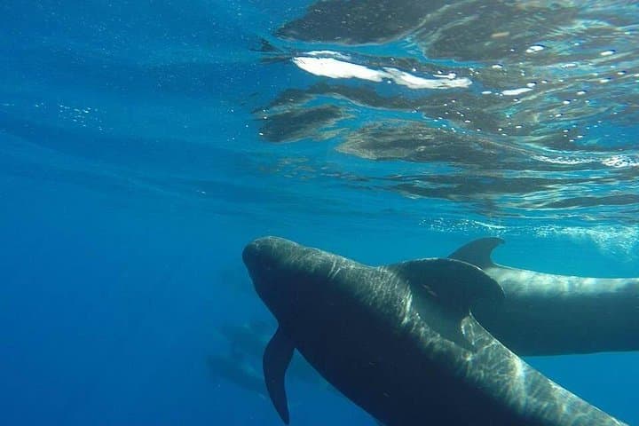 Viaje de 2 horas para ver ballenas delfines puerto colon adeje - 3