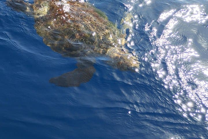 Viaje de 2 horas para ver ballenas delfines puerto colon adeje - 5