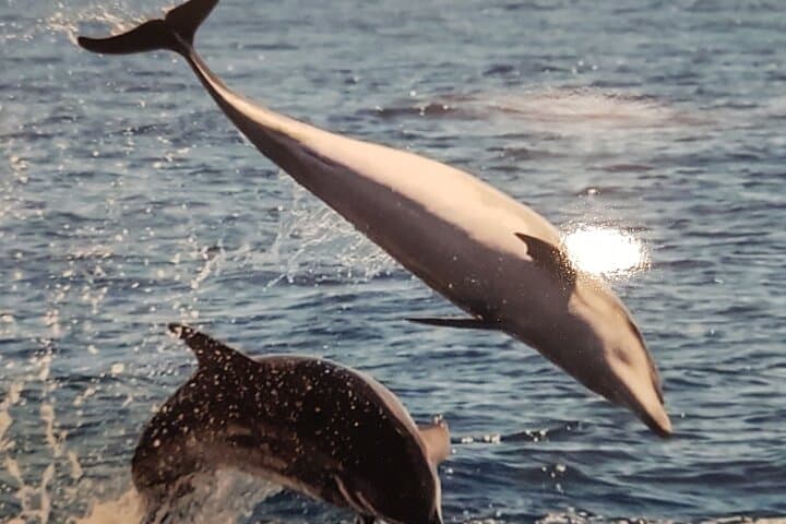 charter privado 3 Horas Encuentro con Ballenas puerto colon adeje - 4