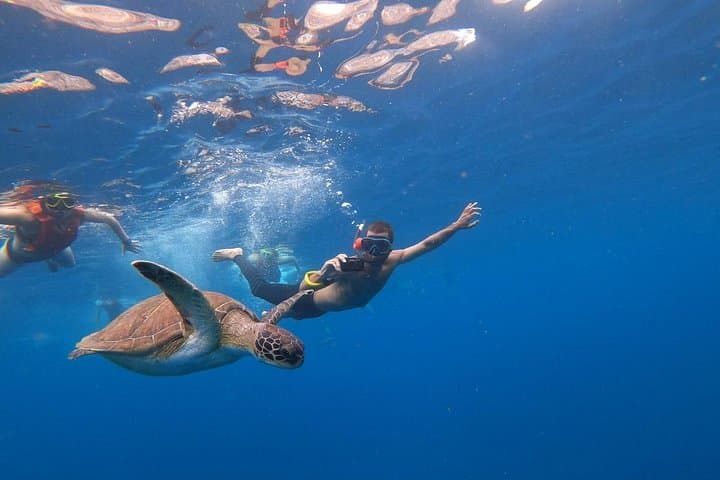 Safari Kayak & Snorkel : Busca Delfines & Tortugas en Tenerife - 6