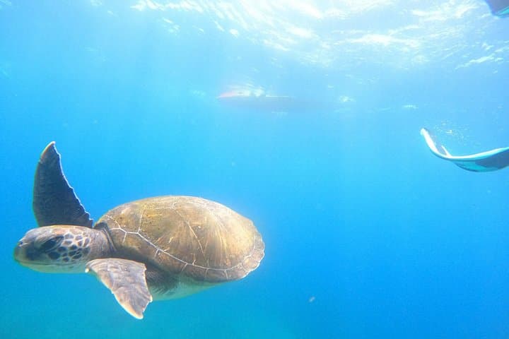 Safari Kayak & Snorkel : Busca Delfines & Tortugas en Tenerife - 2