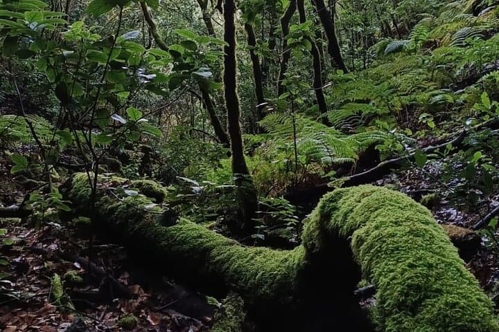 Tenerife Senderismo en Bosque Encantado Sobre Masca con PICKUP - 8