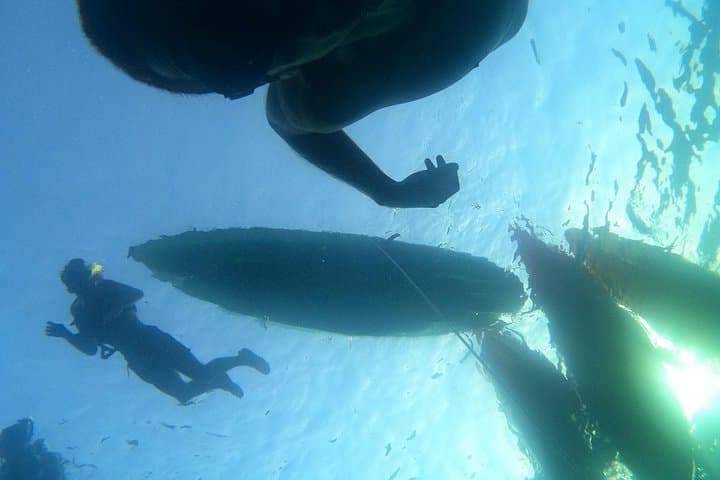 Safari Kayak & Snorkel : Busca Delfines & Tortugas en Tenerife - 5