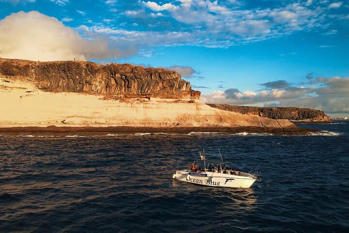 charter privado 3 Horas Encuentro con Ballenas puerto colon adeje - 2
