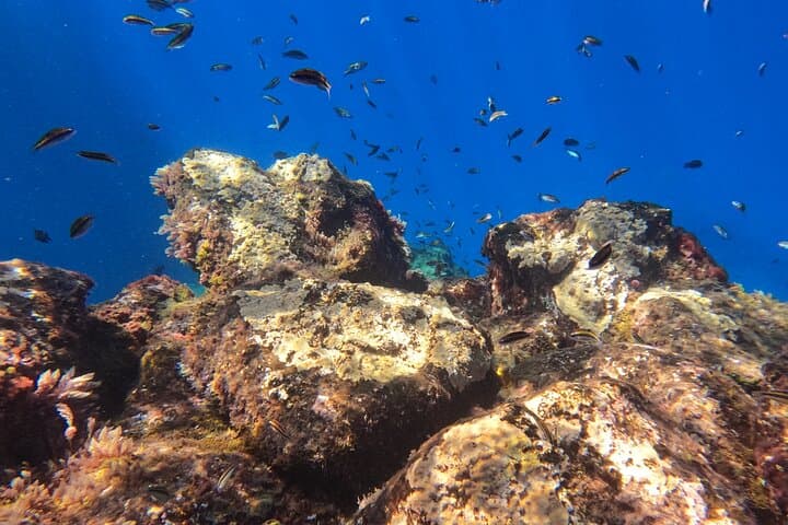 Snorkel con un instructor profesional en Tenerife - 7