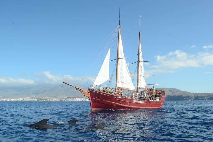 Tenerife: Avistamiento de Ballenas y Delfines con Chapuzón - 2