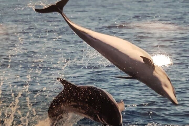 Excursión de 3 horas a Puerto Colón Adeje para ver ballenas - 5