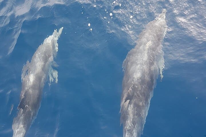 charter privado 3 Horas Encuentro con Ballenas puerto colon adeje - 5