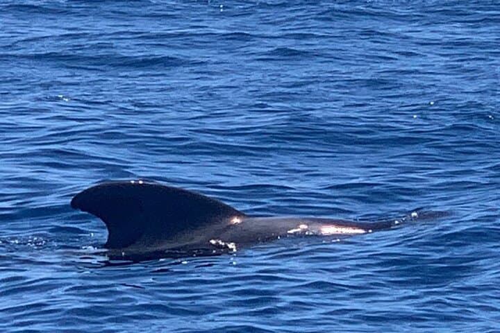 charter privado 3 Horas Encuentro con Ballenas puerto colon adeje - 6