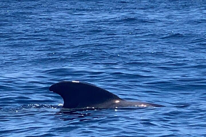 Excursión de 3 horas a Puerto Colón Adeje para ver ballenas - 8