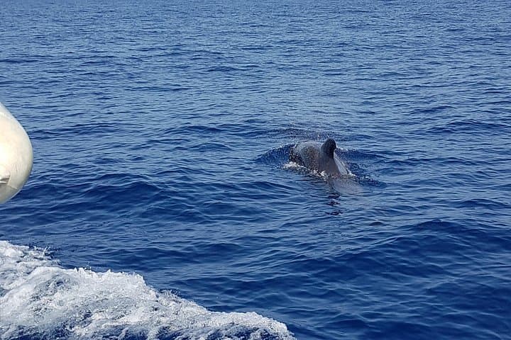 Viaje de 2 horas para ver ballenas delfines puerto colon adeje - 7