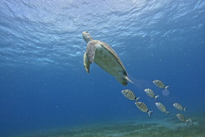Prueba el Buceo en la Bahía de Abades con un instructor privado - 2