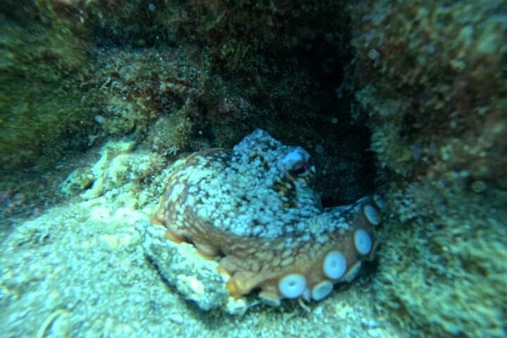 Prueba el Buceo en la Bahía de Abades con un instructor privado - 8