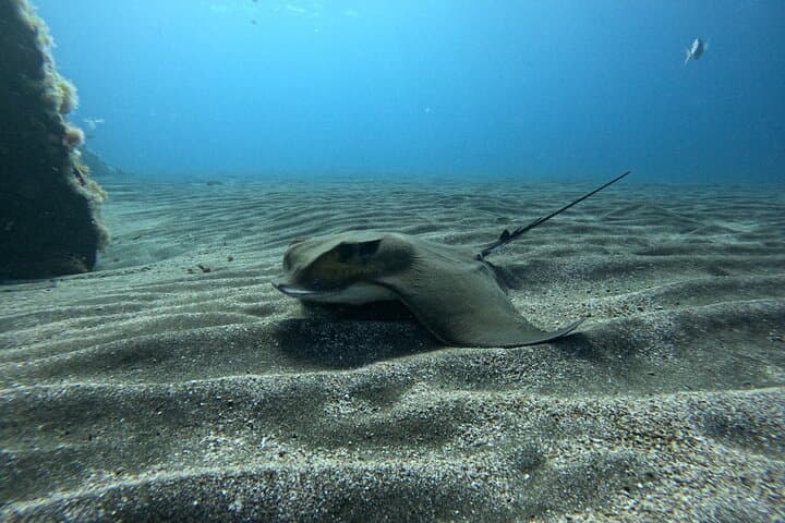 Prueba el Buceo en la Bahía de Abades con un instructor privado - 5