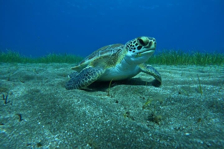 Prueba el Buceo en la Bahía de Abades con un instructor privado - 4