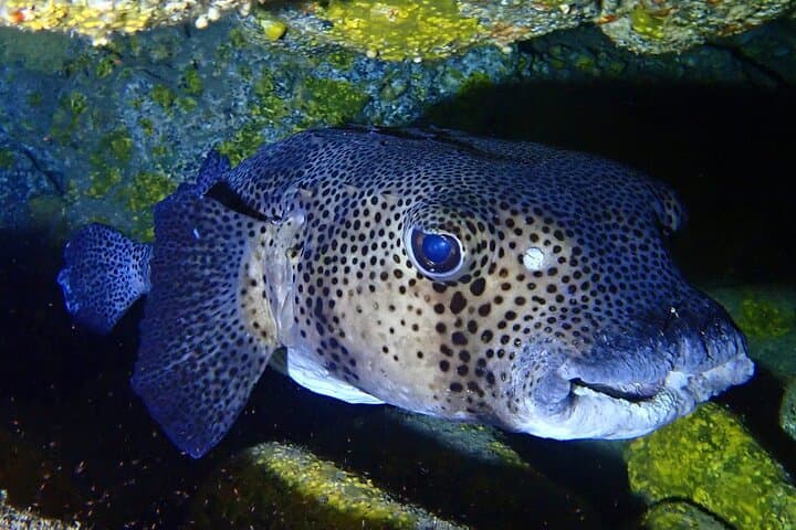 Prueba el Buceo en la Bahía de Abades con un instructor privado - 6