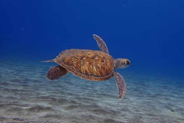 Prueba el Buceo en la Bahía de Abades con un instructor privado - 1