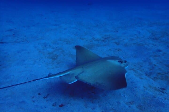 Prueba el Buceo en la Bahía de Abades con un instructor privado - 3
