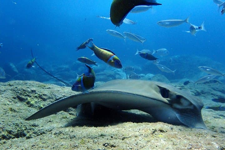 Rayas picantes y un montón de peces con Paradise Divers - 1