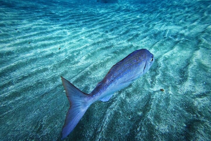 Aprende Buceo en Tenerife con Fotos Incluidas - 6