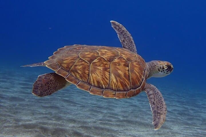 Snorkel en grupos pequeños en la bahía de Abades con guía autorizado - 3