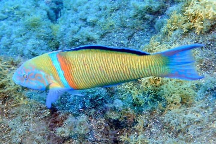 Snorkel en grupos pequeños en la bahía de Abades con guía autorizado - 6