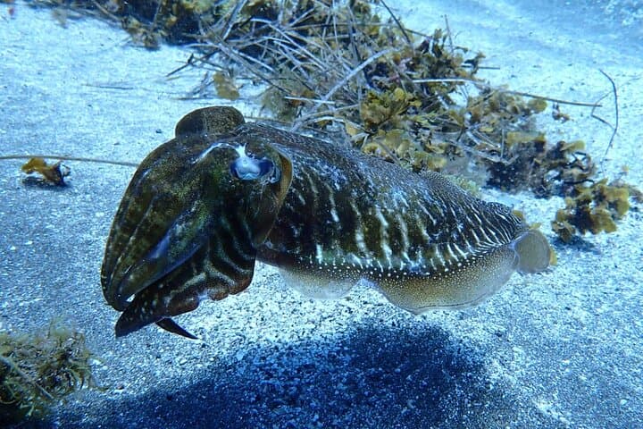Snorkel en grupos pequeños en la bahía de Abades con guía autorizado - 7