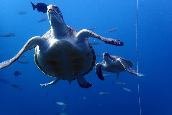 Descubre el buceo: ¡pruébalo por primera vez! - 6