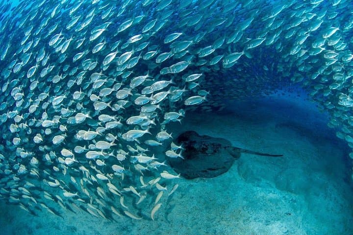 Tenerife: Experiencia de Buceo en Grupo Reducido en Los Cristianos - 6