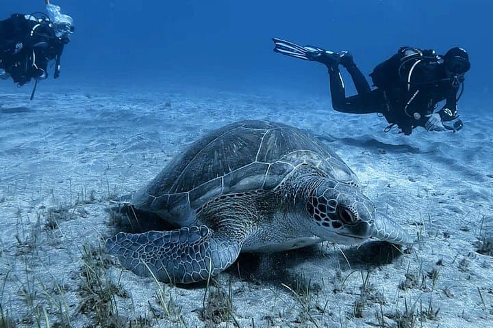 Tenerife: Experiencia de Buceo en Grupo Reducido en Los Cristianos - 7
