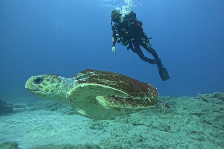 Buceo con tortugas Sitio de buceo en la pared de Palm Mar Tenerife - 7